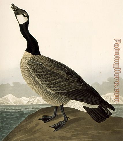 John James Audubon Canada Goose(1)